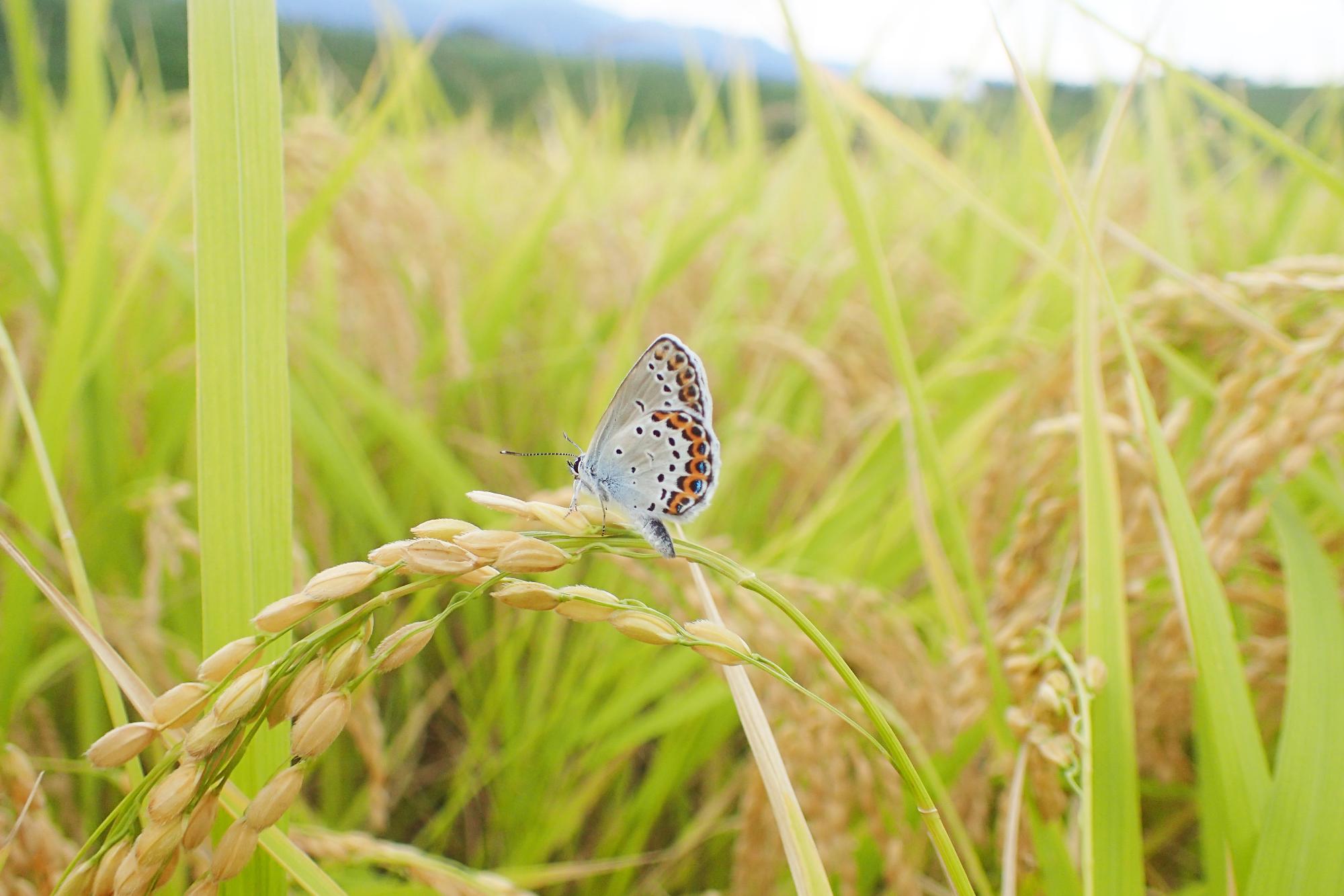 稲の実りとミヤマシジミ