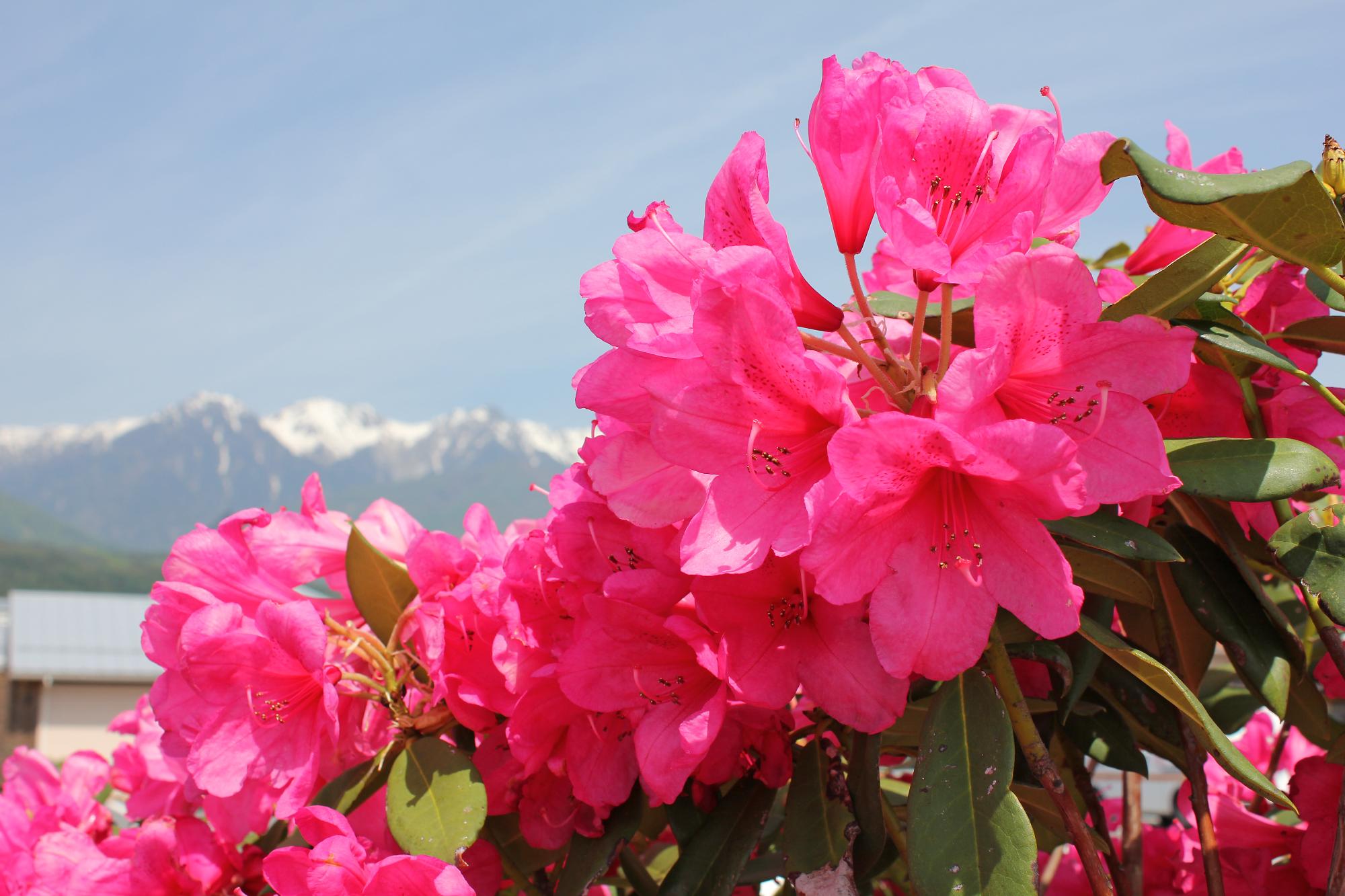 濃いピンク色の花びらのシャクナゲの花の写真
