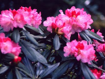 濃いピンク色の花びらのシャクナゲの花の写真