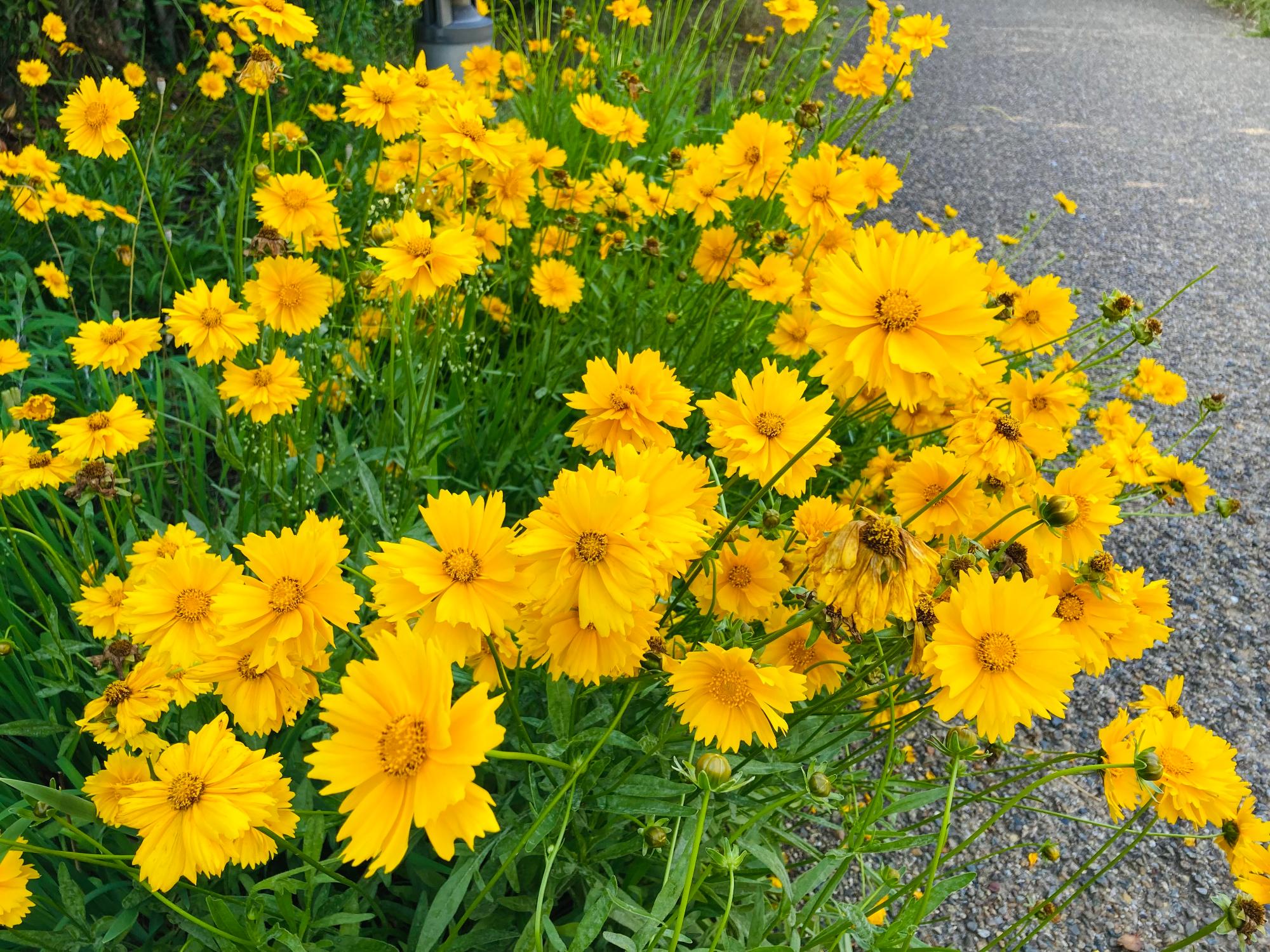 オオキンケイギクの黄色い花
