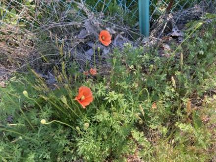 花を咲かせナガミヒナゲシ