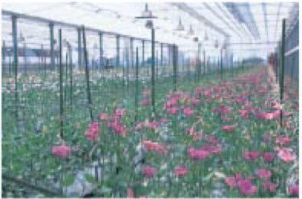 ビニールハウスの中に咲いているピンク色の花の写真