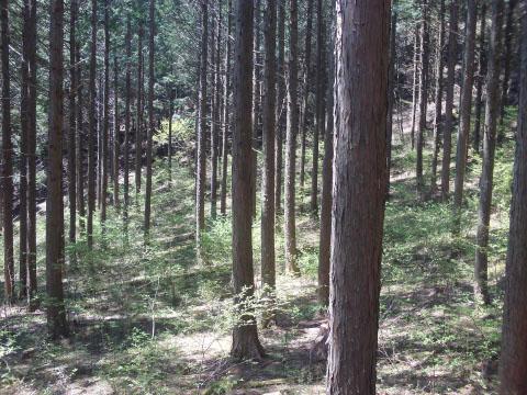 山の斜面に沢山の木が生えている写真