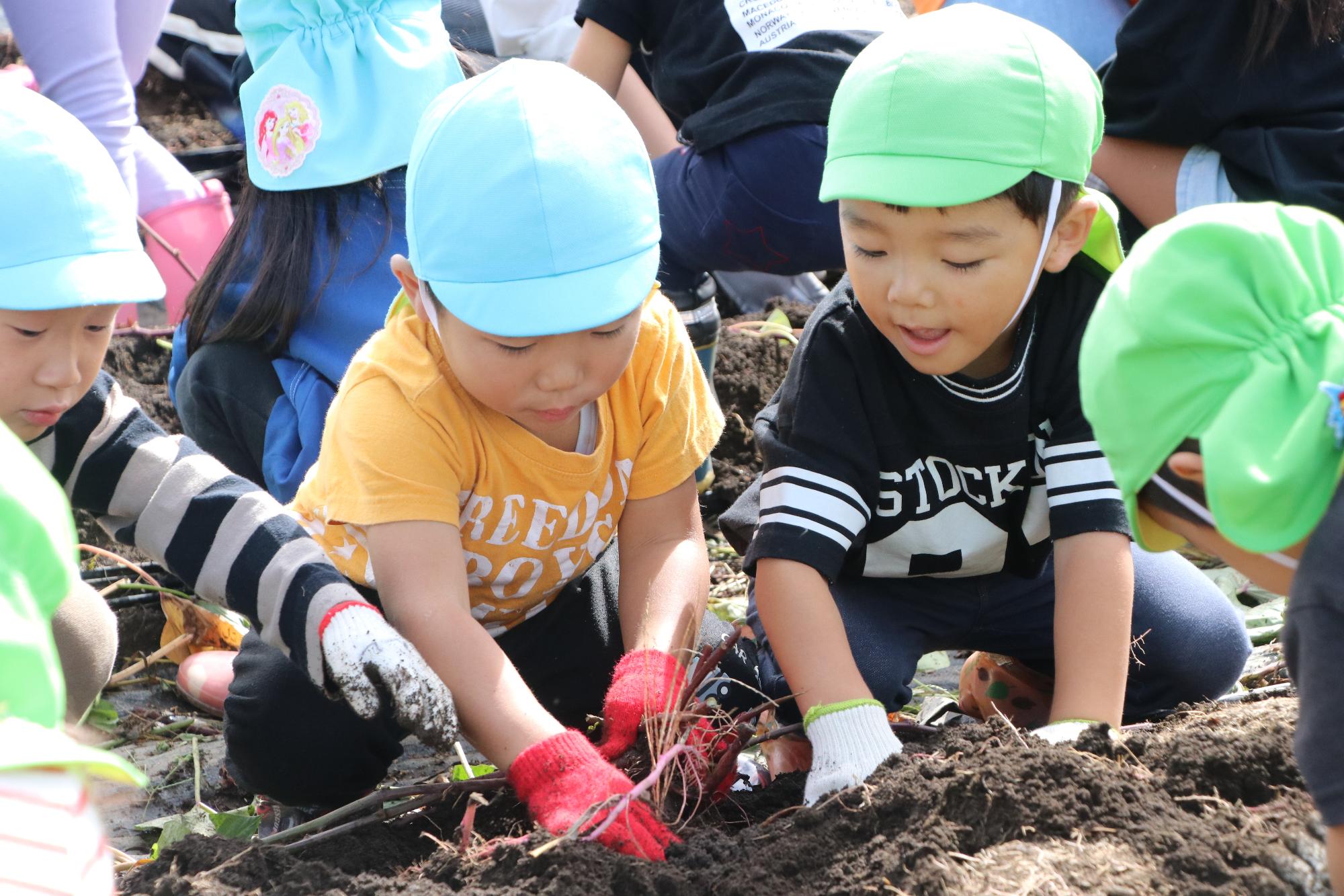 2025年10月15日「さつまいも掘り」(飯島保育園)