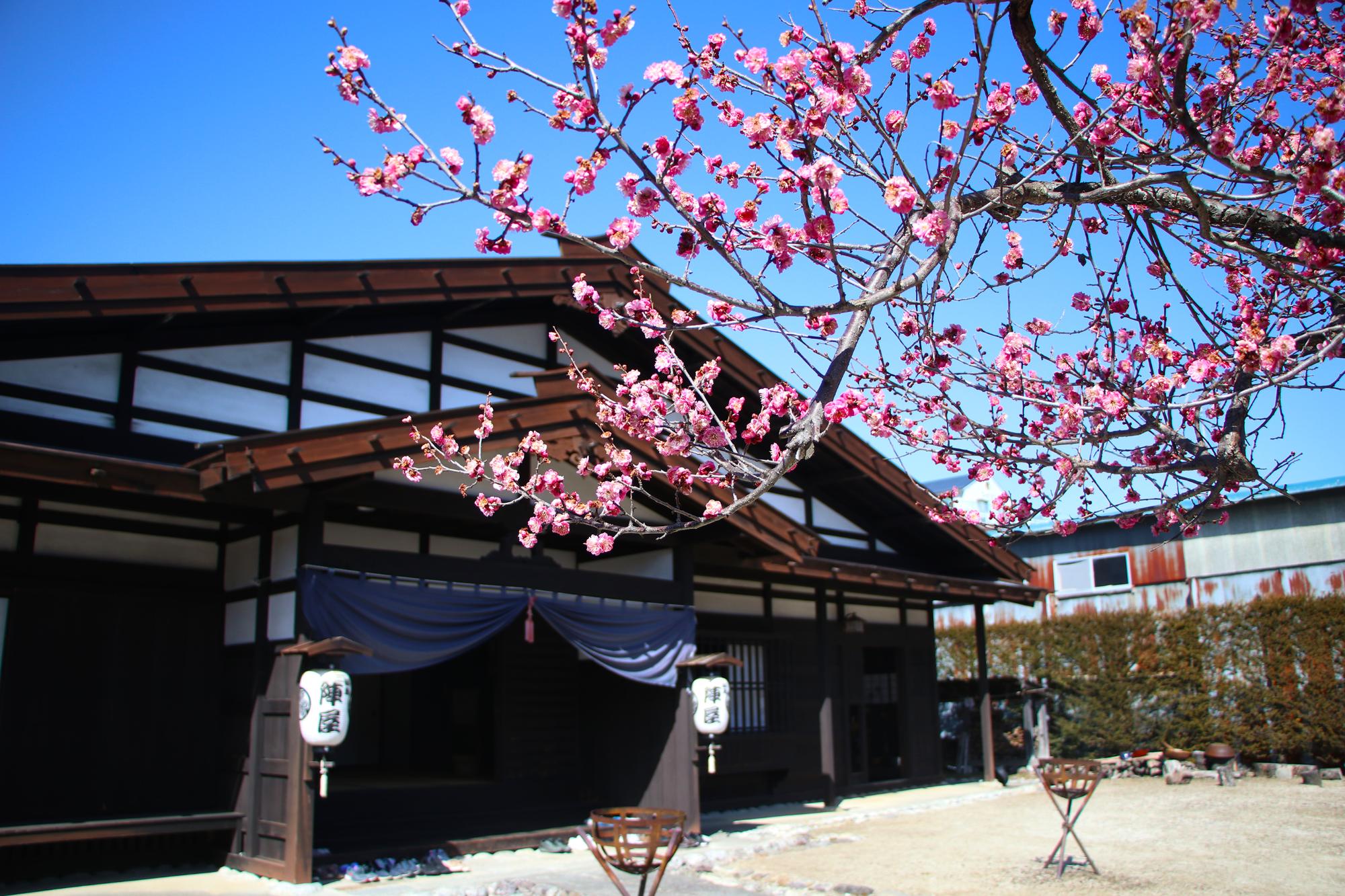 飯島陣屋と梅の花