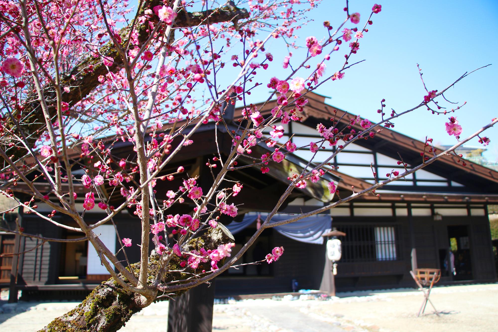 飯島陣屋の梅の花