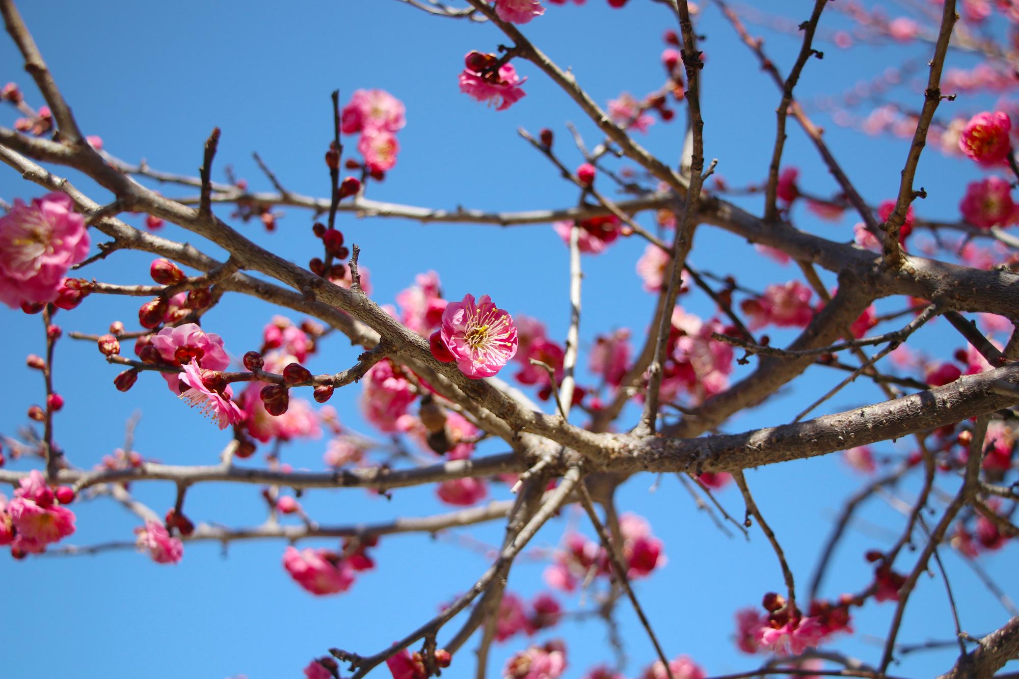 飯島陣屋の梅の花のアップ