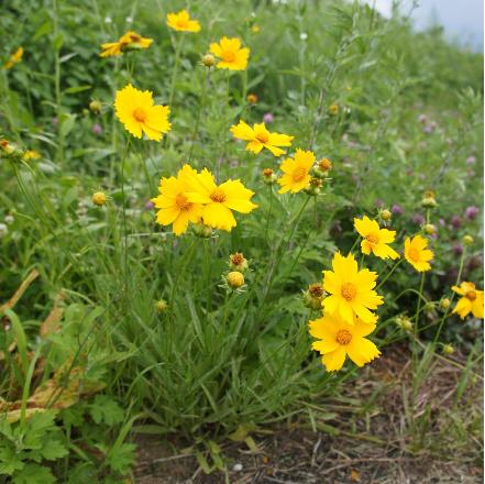 花を咲かせオオキンケイギク