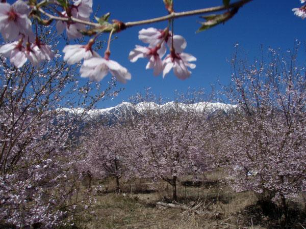 満開の桜の木の向こう側にそびえる、頂上付近が雪化粧したアルプス山脈の写真