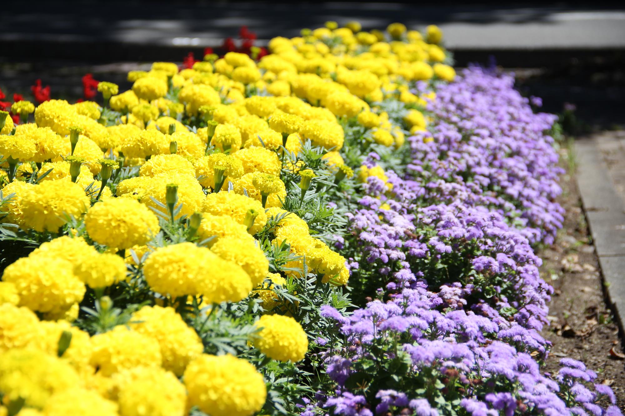 町の花一覧 _ 市町村 花 一覧表 _ ニュース｜熊本日日新聞社 – ZTVLJN